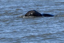 BERCK D6 20 06 25-095   Photo ACG