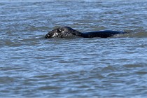 BERCK D6 20 06 25-096   Photo ACG