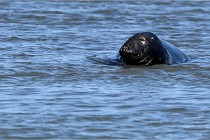 BERCK D6 20 06 25-105   Photo ACG