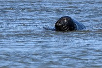 BERCK D6 20 06 25-106   Photo ACG