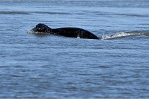 BERCK D6 20 06 25-112   Photo ACG