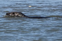 BERCK D6 20 06 25-294   Photo ACG
