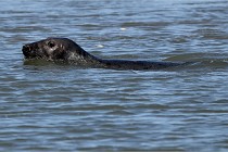 BERCK D6 20 06 25-295   Photo ACG