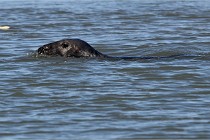 BERCK D6 20 06 25-297   Photo ACG