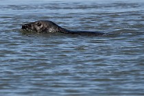 BERCK D6 20 06 25-298   Photo ACG