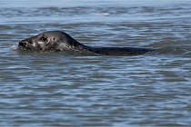 BERCK D6 20 06 25-300   Photo ACG