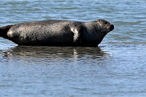 BERCK D6 20 06 25-317   Photo ACG