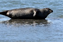 BERCK D6 20 06 25-318   Photo ACG