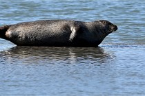 BERCK D6 20 06 25-319   Photo ACG