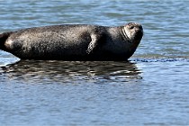 BERCK D6 20 06 25-321   Photo ACG