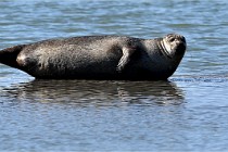 BERCK D6 20 06 25-322   Photo ACG