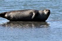 BERCK D6 20 06 25-323   Photo ACG