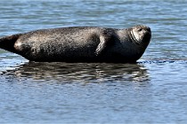 BERCK D6 20 06 25-324   Photo ACG