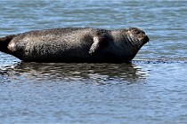 BERCK D6 20 06 25-326   Photo ACG