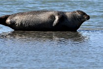 BERCK D6 20 06 25-327   Photo ACG