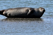 BERCK D6 20 06 25-328   Photo ACG