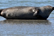 BERCK D6 20 06 25-331   Photo ACG
