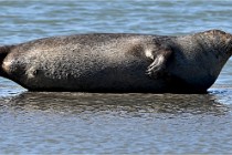 BERCK D6 20 06 25-332   Photo ACG