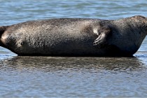 BERCK D6 20 06 25-333   Photo ACG