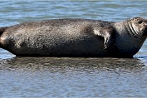 BERCK D6 20 06 25-334   Photo ACG