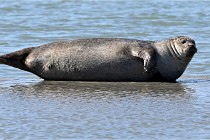 BERCK D6 20 06 25-335   Photo ACG