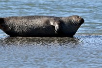 BERCK D6 20 06 25-337   Photo ACG