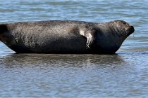 BERCK D6 20 06 25-338   Photo ACG