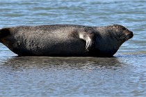 BERCK D6 20 06 25-339   Photo ACG