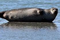 BERCK D6 20 06 25-340   Photo ACG