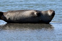 BERCK D6 20 06 25-341   Photo ACG