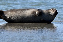 BERCK D6 20 06 25-342   Photo ACG