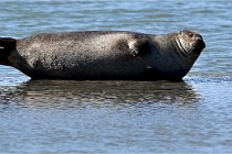 BERCK D6 20 06 25-343   Photo ACG