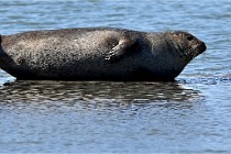 BERCK D6 20 06 25-349   Photo ACG