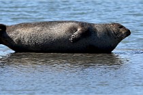 BERCK D6 20 06 25-350   Photo ACG