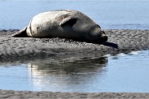 BERCK D6 20 06 25-351   Photo ACG