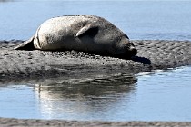 BERCK D6 20 06 25-352   Photo ACG