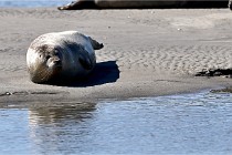 BERCK D6 20 06 25-353   Photo ACG