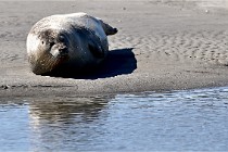 BERCK D6 20 06 25-354   Photo ACG