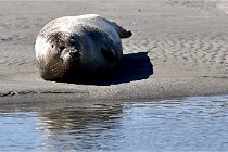BERCK D6 20 06 25-355   Photo ACG