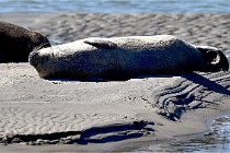 BERCK D6 20 06 25-356   Photo ACG