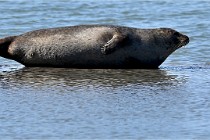 BERCK D6 20 06 25-358   Photo ACG