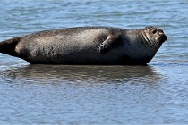 BERCK D6 20 06 25-361   Photo ACG