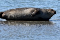 BERCK D6 20 06 25-363   Photo ACG