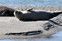 BERCK D6 20 06 25-364   Photo ACG