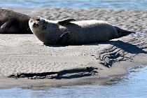 BERCK D6 20 06 25-368   Photo ACG