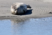 BERCK D6 20 06 25-371   Photo ACG