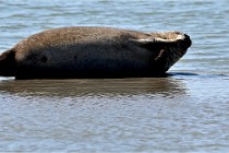 BERCK D6 20 06 25-373   Photo ACG