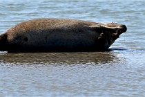 BERCK D6 20 06 25-374   Photo ACG