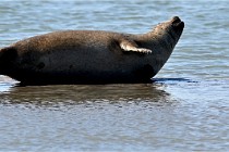 BERCK D6 20 06 25-377   Photo ACG