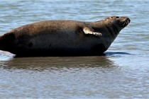 BERCK D6 20 06 25-378   Photo ACG